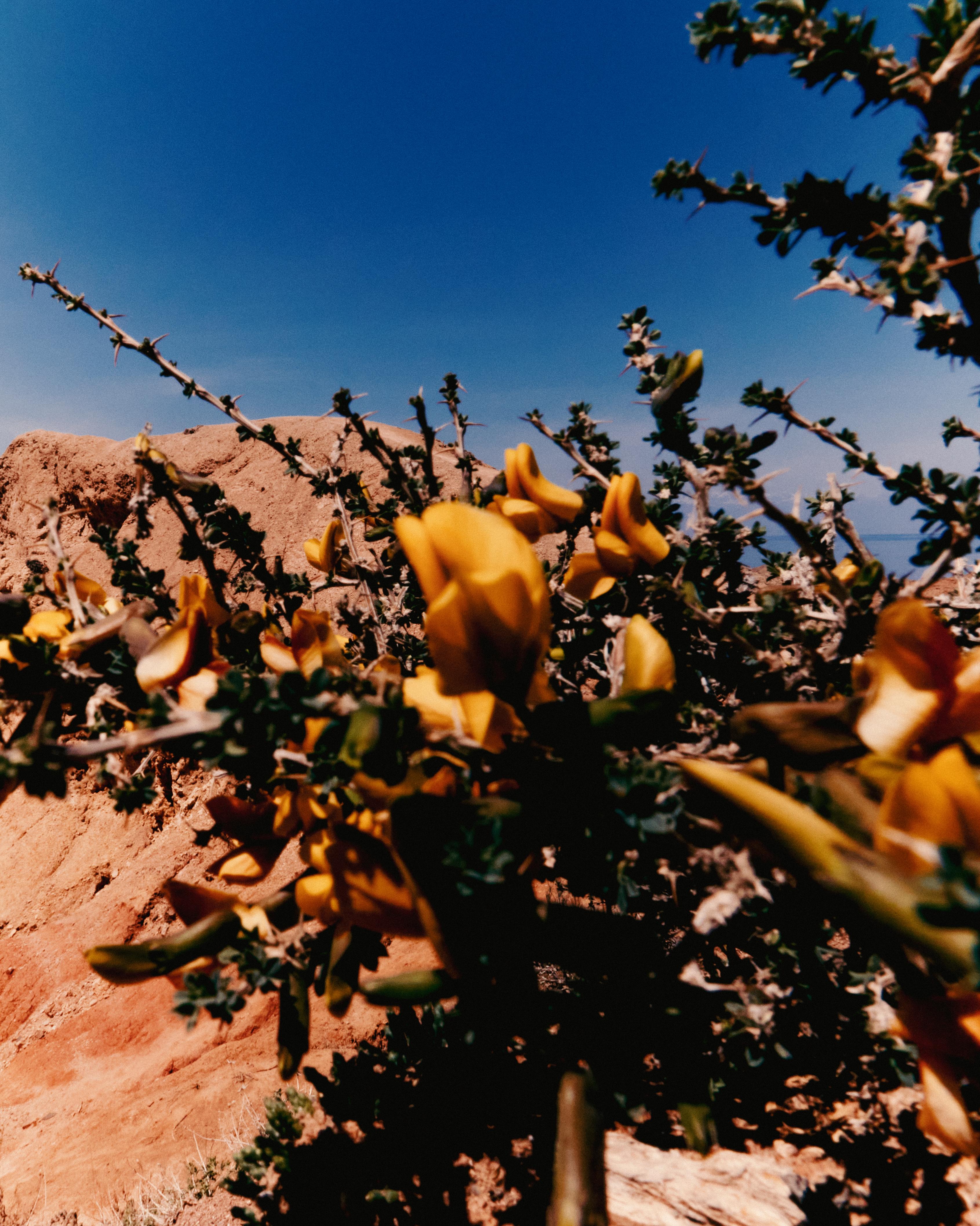 Haim Travel Background